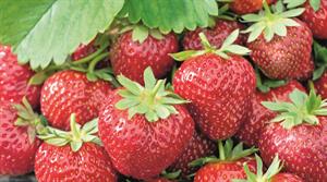 Korona strawberries
